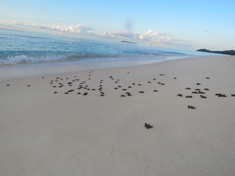 Cousine Island Seychelles Resort