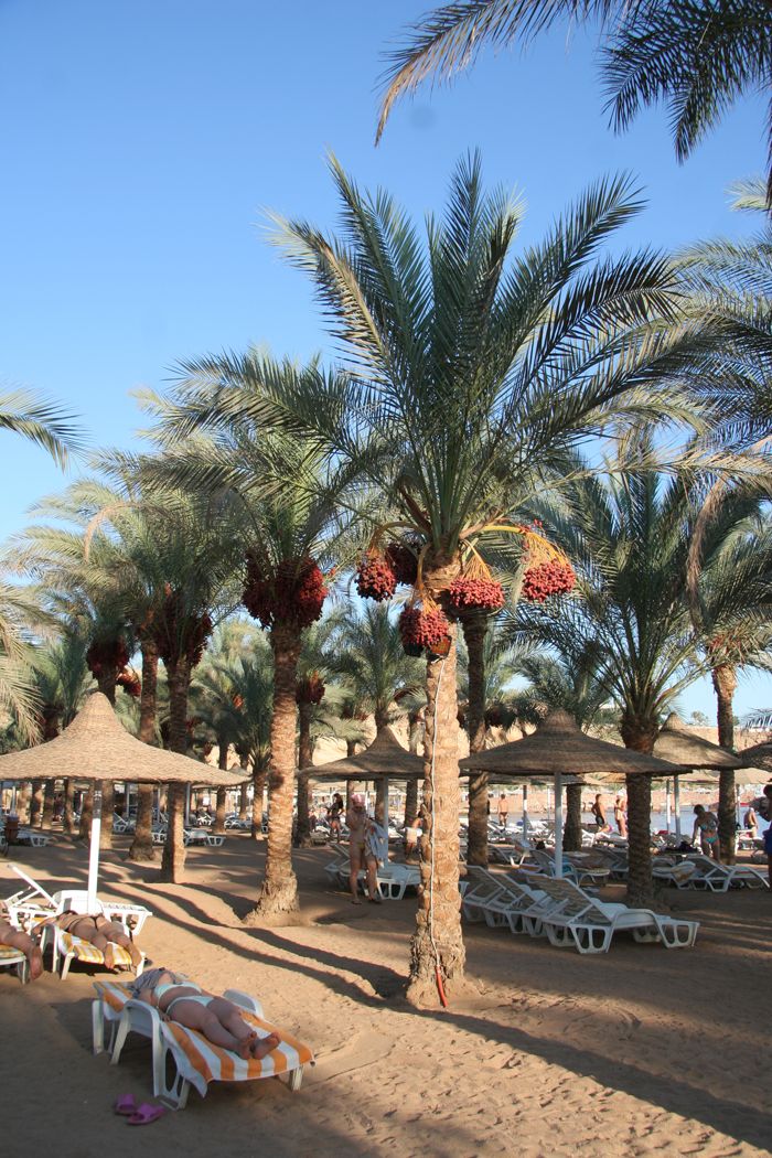 Seti sharm palm. Египет Шарм-Эль-Шейх отель сети Шарм 4*. Seti Sharm Palm Beach Resort 4. Fun Sun Smart Seti Sharm 4 Египет. Отель Dessole Seti Sharm Resort 4.